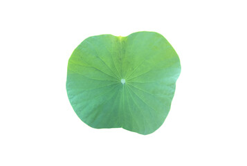 Isolated waterlily or lotus leaf with clipping paths.