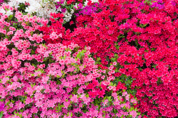 満開のキリシマツツジ