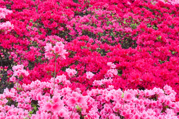 満開のキリシマツツジ