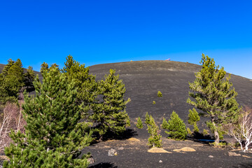 Pine trees growing on brown dark volcanic sand, bare terrain. Scenic view on volcano mount Etna, in Sicily, Italy, Europe. Solidified lava, ash and pumice on its crater slopes. Vegetation and flora