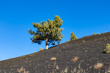 Single white birch trees growing on dark volcanic sand on bare terrain. Scenic view on volcano...