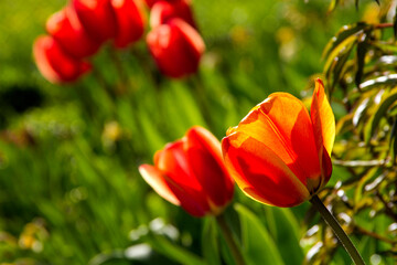 red and yellow tulip