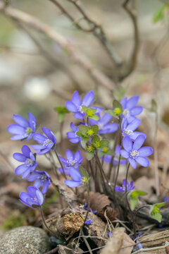 Group of blue liverwort blossoms (Anemone hepatica) with typical seeds/achene.