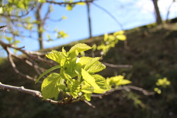 Natura