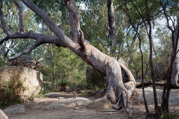  Twisted Tree with Huge Roots in Rocky Ground Australian Bush