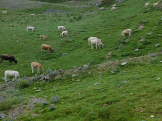 Obraz premium vacas pastando