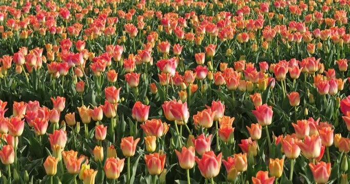 Tulips field in the Provence, Alpes de Haute Provence, France