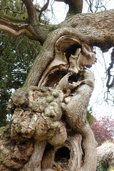 Tronc d'arbre tortueux d'un hêtre tortillard