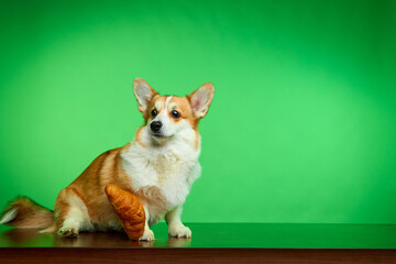 Welsh Corgi Pembroke looking at a treat with eyes wide open in a studio shot isolated against a green background. Funny dog face. Dog games. The concept of canine emotion.