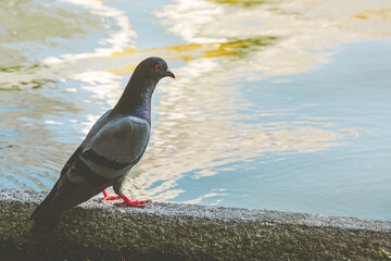 Pigeon bird walking near the water on the background. With copy space on the right.