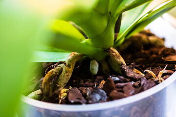 Young and healthy roots of phalaenopsis orchid in flower pot. Transplanting plants, home gardening,...
