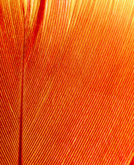 Red feather on a yellow background.