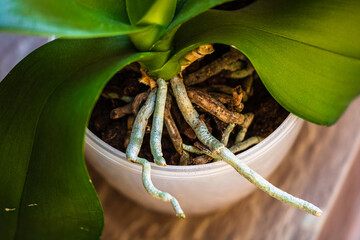 Young and healthy roots of phalaenopsis orchid in flower pot. Transplanting plants, home gardening,...