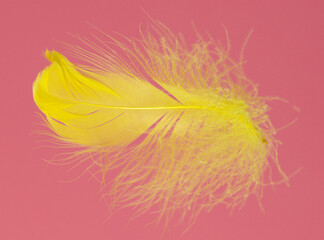 Yellow feather isolated on a pink background.