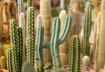 Cactus plant in the arboretum.
