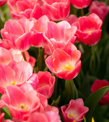 Obraz premium Pink flowers tulips in the park.