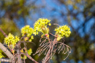 Acer platanoides in the spring time.