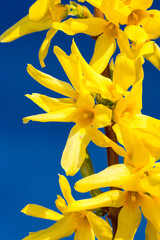 Detail of yellow blooming Forsythia flowers on blue sky in spring. Forsythia is a genus of flowering plants in the olive family Oleaceae.