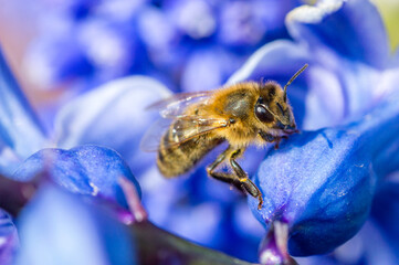 Close-up on bee sitting on a blue flower.