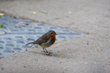 European Robin