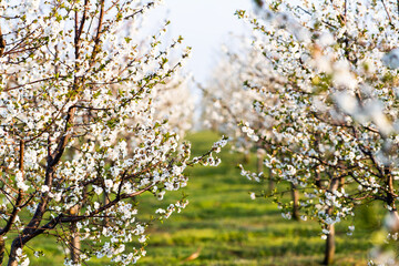 Tree with White Spring Blossoms of Cherry in the Garden.
