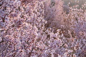 花木団地の桜（福島県・郡山市）