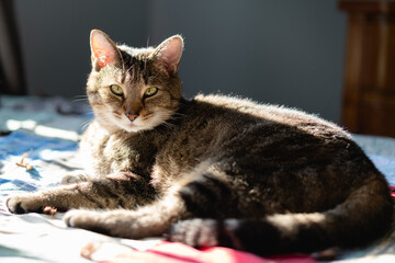 A beautiful cat lies on a bed. Portrait of a tabby cat.
