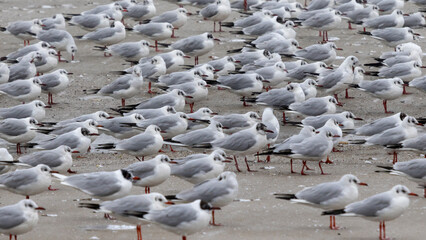 Beautiful photo of a seagull