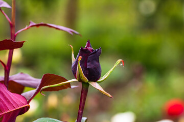 Close up and selective focus on dark red rose bud outdoor.