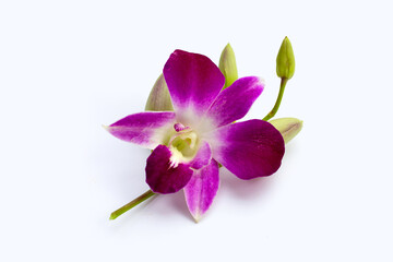 Beautiful purple orchid flowers on white background.