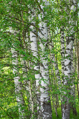 summer forest landscape with birch trees and meadow, sunny day