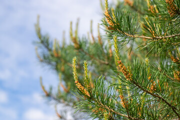 fir cones on tree branches against the blue sky, winter day