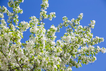 branches of plum blossoms, cherries against the blue sky on a spring day