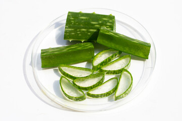 Aloe vera in petri dishes on white background.