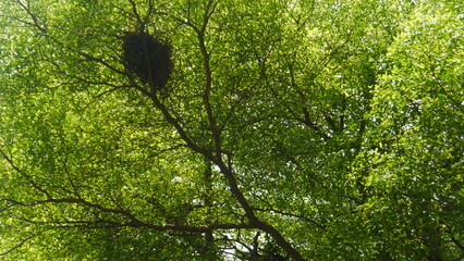green tree branches and bird nest