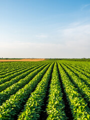 Fototapeta na wymiar View of soybean farm agricultural field against sky