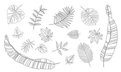 Set of exotic tropical leaves. Vector linear drawing of isolated elements on a white background.