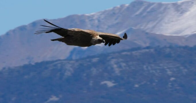 Griffon vulture flying over the Verdon Gorge, Alpes de Haute Provence, France