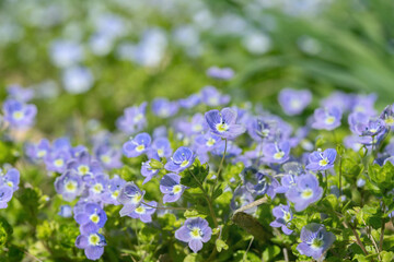 Flower carpet of speedwell blossoms (Genus Veronica).