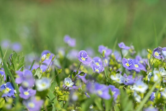 Flower carpet of blue germander speedwell blossoms (Veronica chamaedrys).