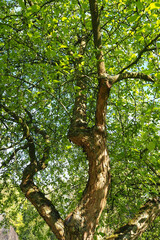 tree in the German forest