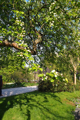 stunning park nature walk landscape with beautiful lush trees and bushes - photographed in Osnabrück Germany 