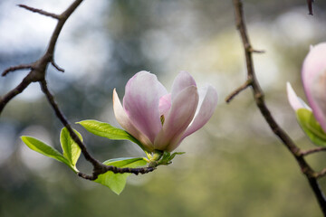 Pink Magnolia flower in bloom - defocused background.