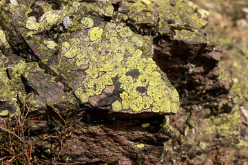 Green lichen and moss on the rock