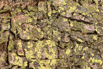 Green lichen and moss on the rock