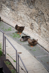 Ortigia Siracusa Sicilia Italia
