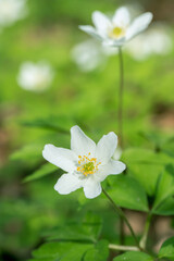 Obraz na płótnie Canvas White windflower blossoms (Anemonoides nemorosa) in forest in spring.