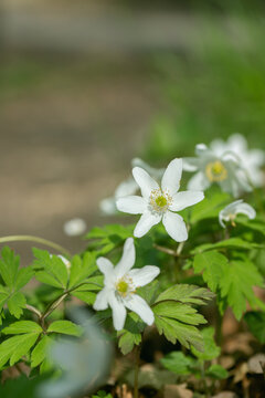 White windflower blossoms (Anemonoides nemorosa) in forest in spring.