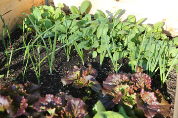 Verschiedene Gemüsepflanzen im Hochbeet