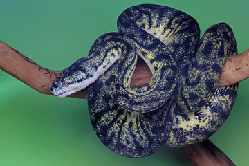 A carpet python snake is wrapping its body on a log.